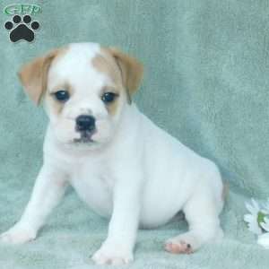 Jasper, Miniature Bulldog Puppy
